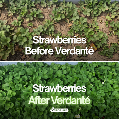 Verdanté™ Complete Plant Care for Gardens